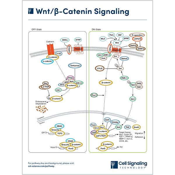 Wnt/β-Catenin Signaling