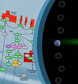 Characterize Immune Responses with Flow Cytometry