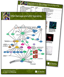 DNA Damage and p53 Signaling