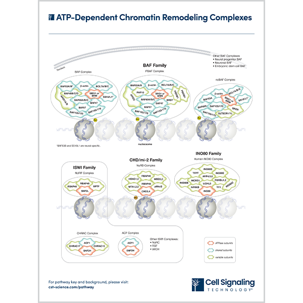 ATP-Dependent Chromatin Remodeling Complexes