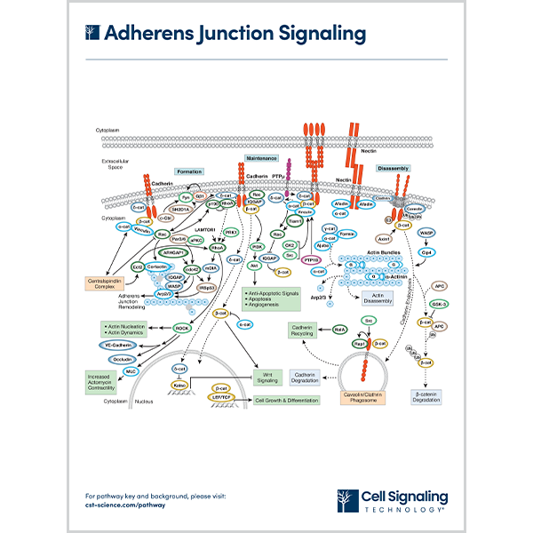 Adherens Junction Signaling