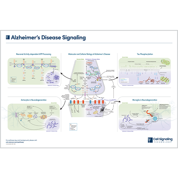 Alzheimers Disease Signaling