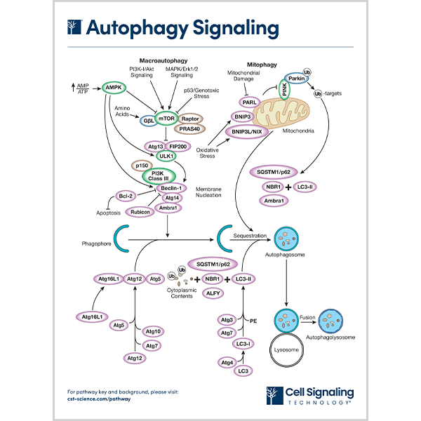 DOWNLOAD | CST Signaling Pathways and Diagrams