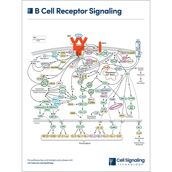 B Cell Receptor Signaling