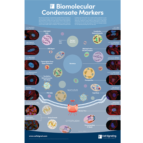 Biomolecular Condensate Markers