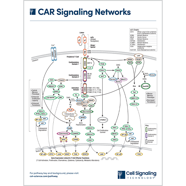 CAR Signaling Networks