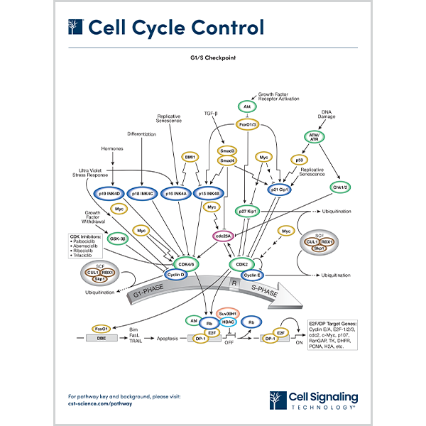 DOWNLOAD | CST Signaling Pathways and Diagrams