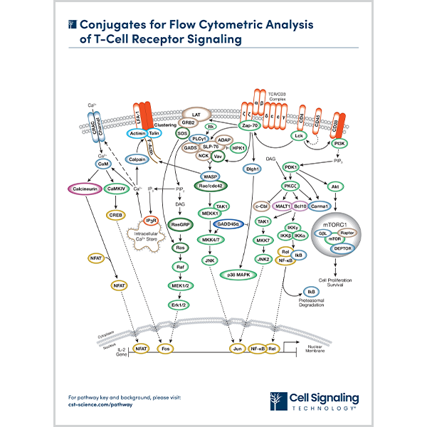 Conjugates for Flow Cytometric Analysis of T-Cell Receptor Signaling
