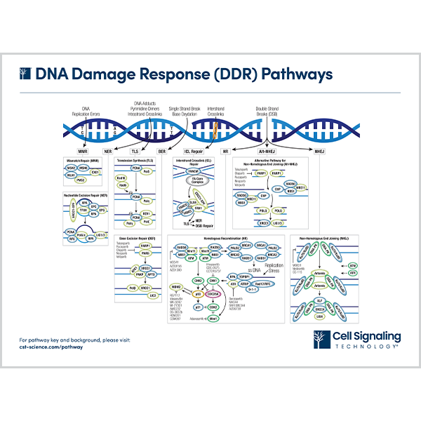 DNA Damage Response (DDR) Pathways