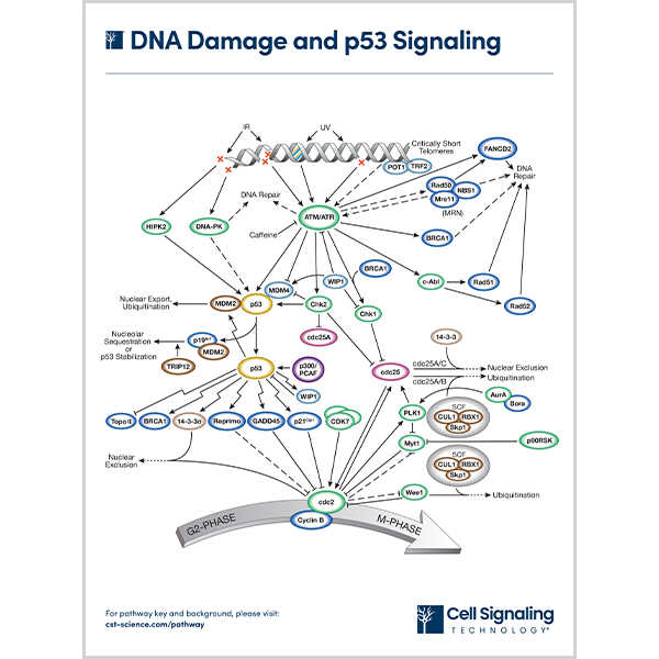 DNA Damage and p53 Signaling