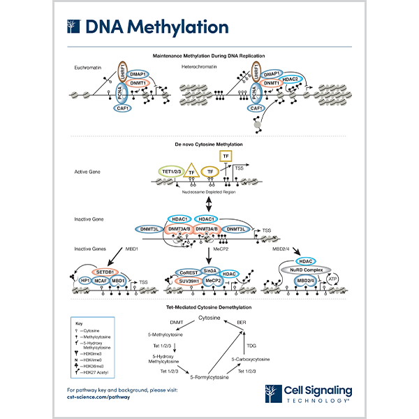DNA Methylation