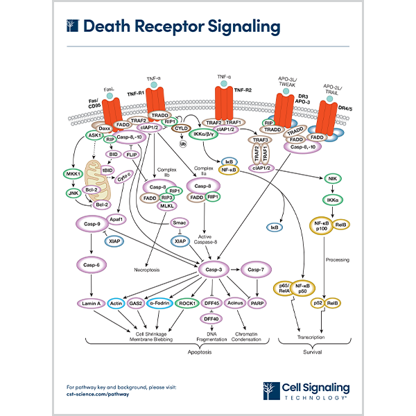 DOWNLOAD | CST Signaling Pathways and Diagrams