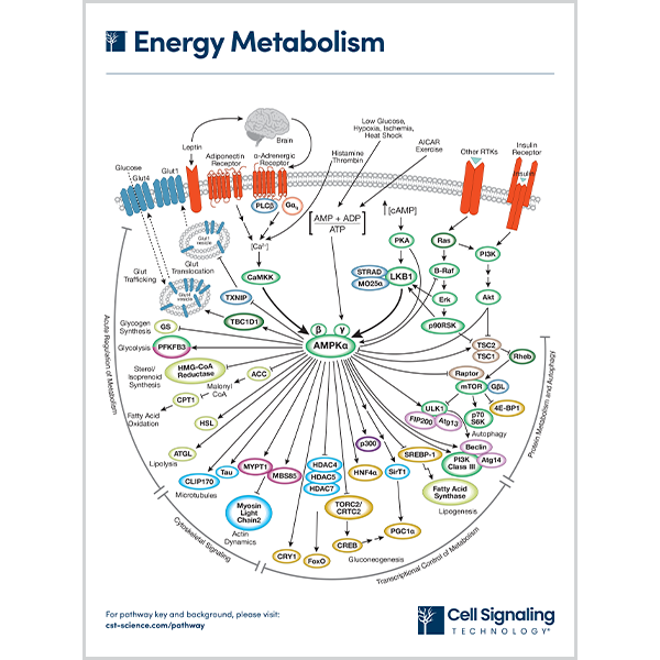 DOWNLOAD | CST Signaling Pathways and Diagrams