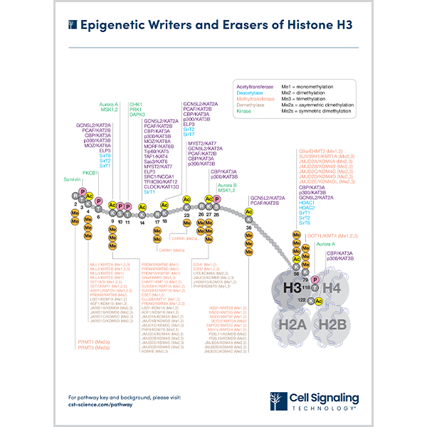 Epigenetic Writers and Erasers of Histone H3