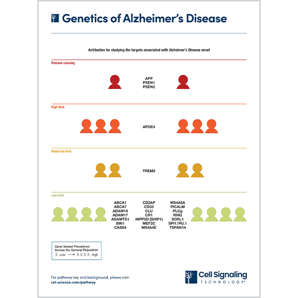 Genetics of Alzheimer's Disease
