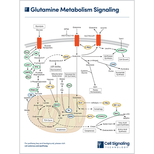 Glutamine Metabolism Signaling
