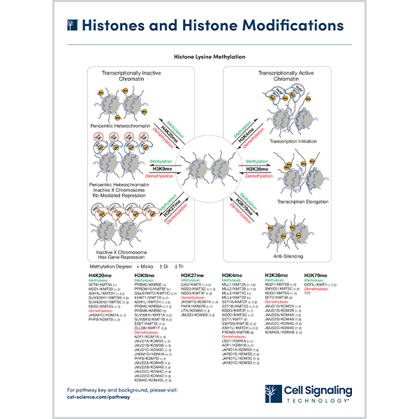 Histones and Histone Modifications