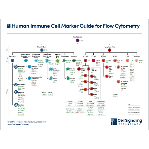 Human Immune Cell Marker Guide for Flow Cytometry