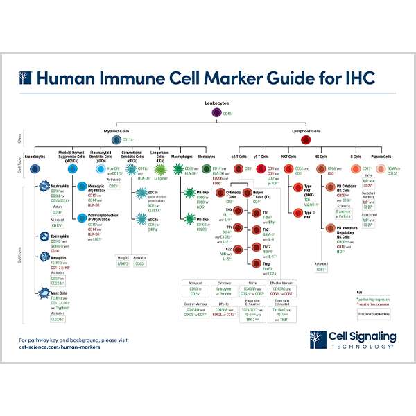 Human Immune Cell Marker Guide for IHC