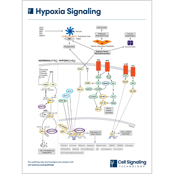 Hypoxia Signaling