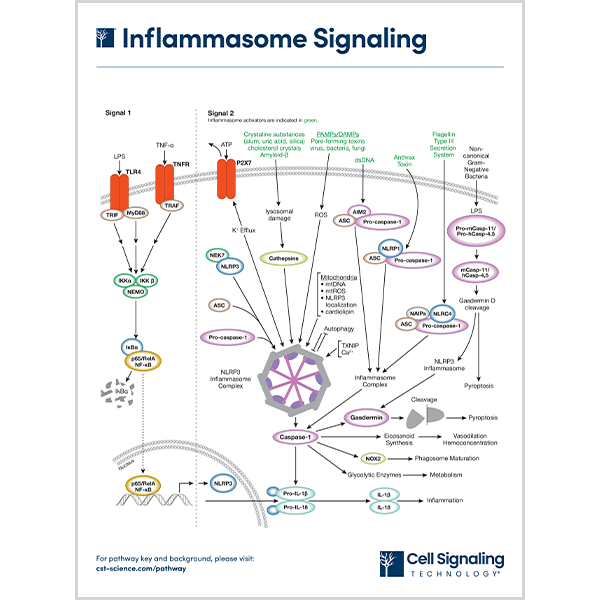 Inflammasome Signaling