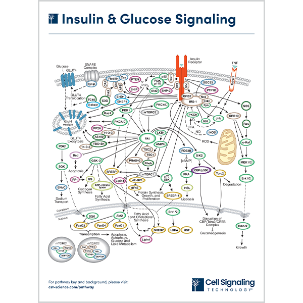 Insulin & Glucose Signaling