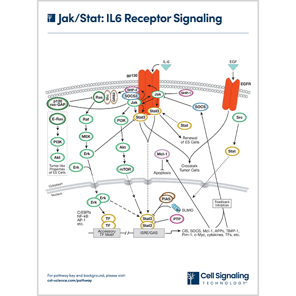 Jak/Stat: IL-6 Receptor Signaling