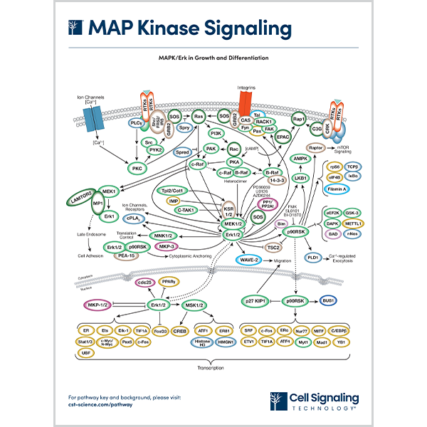 MAP Kinase Signaling