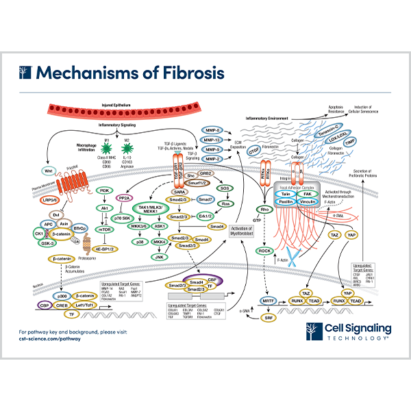 Mechanisms of Fibrosis
