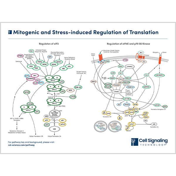 Mitogenic and Stress-Induced Regulation of Translation