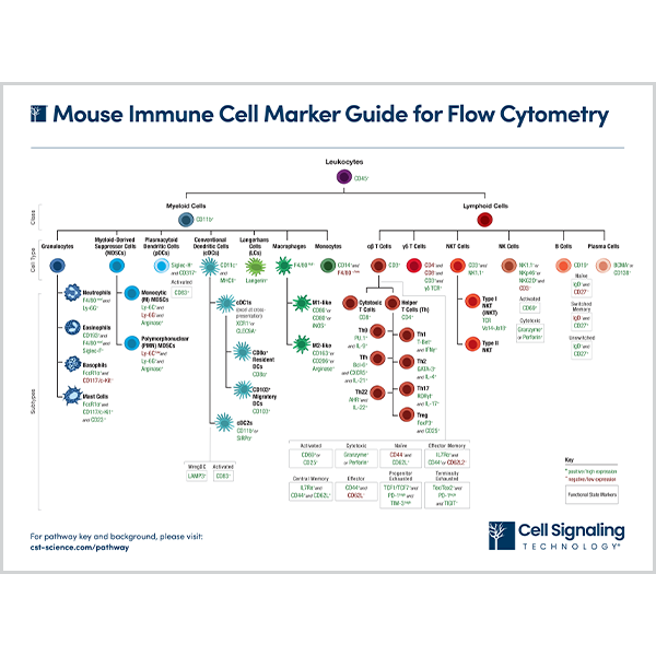 Mouse Immune Cell Marker Guide for Flow Cytometry