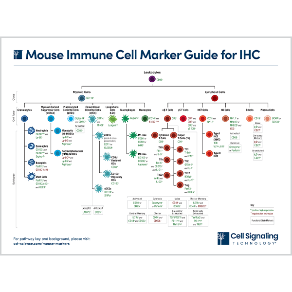 Mouse Immune Cell Marker Guide for IHC
