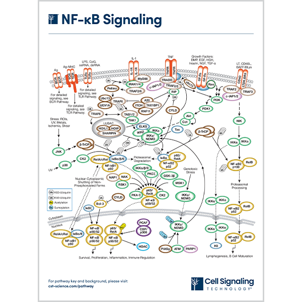 NF-kB Signaling