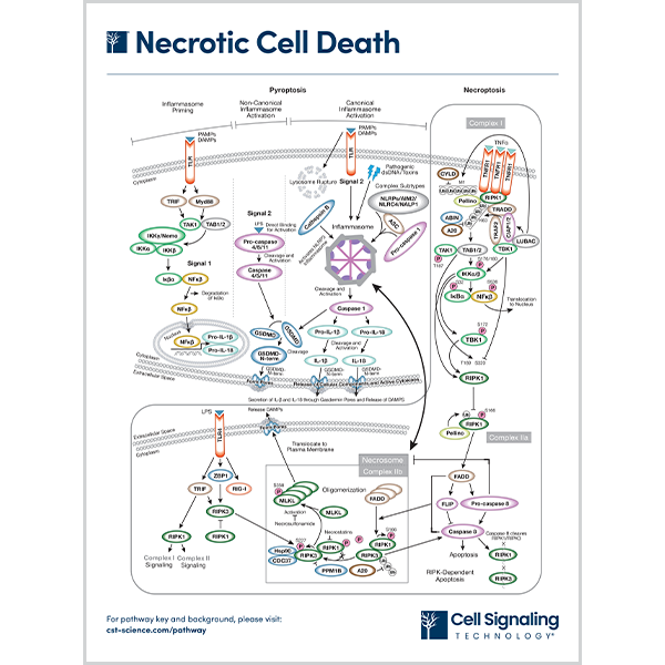 Necrotic Cell Death