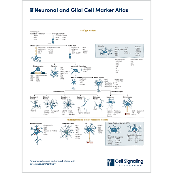 Neuronal and Glial Cell Marker Atlas