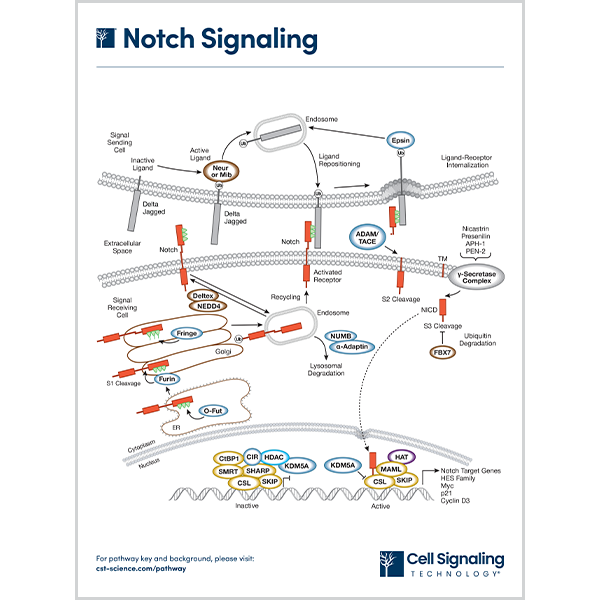Notch Signaling
