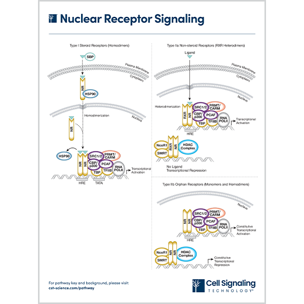 Nuclear Receptor Signaling