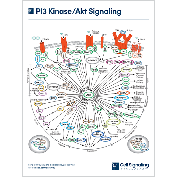 PI3 KinaseAkt Signaling