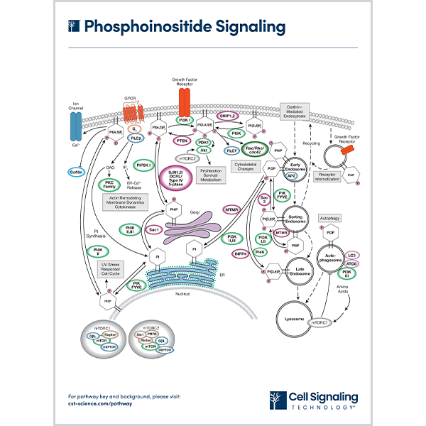 Phosphoinositide Signaling
