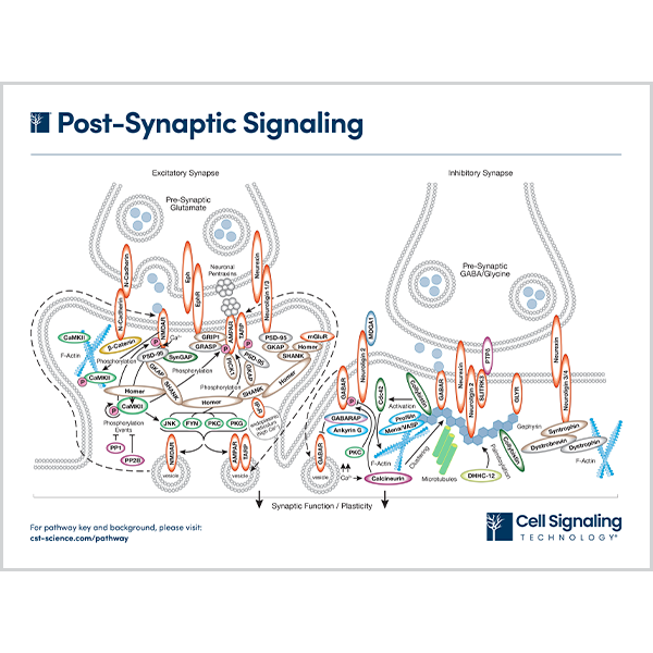 Post-Synaptic Signaling