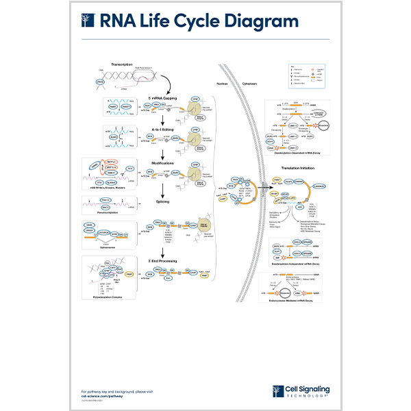 RNA Life Cycle Diagram