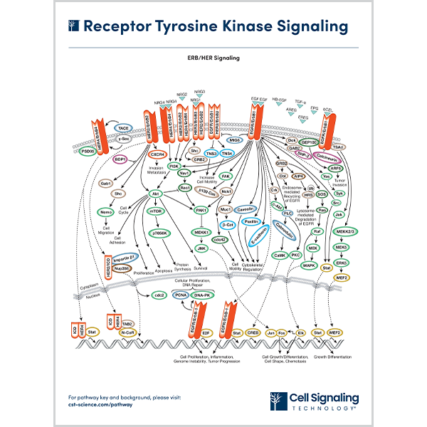 Receptor Tyrosine Kinase Signaling