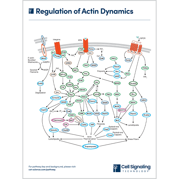Regulation of Actin Dynamics