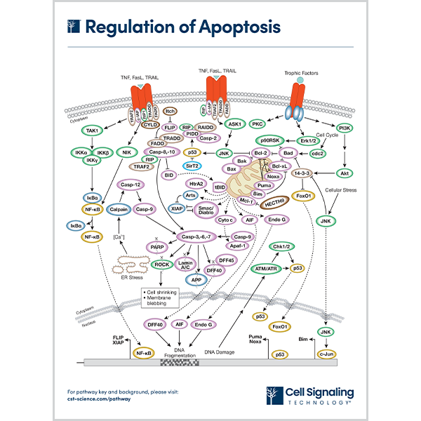 Regulation of Apoptosis