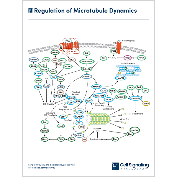 Regulation of Microtubule Dynamics