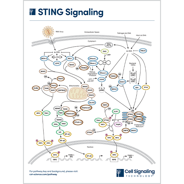 STING Signaling