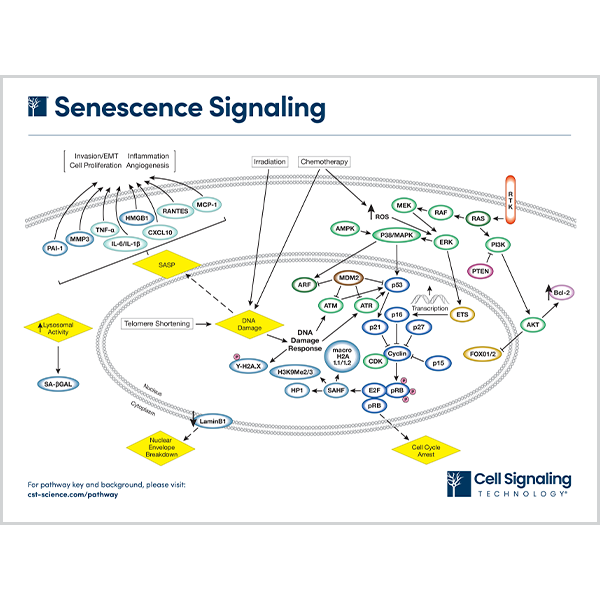 Senescence Signaling