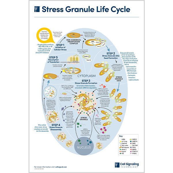 Stress Granule Life Cycle