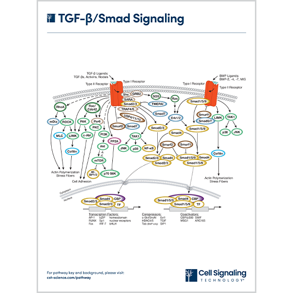 TGF-Beta/Smad Signaling