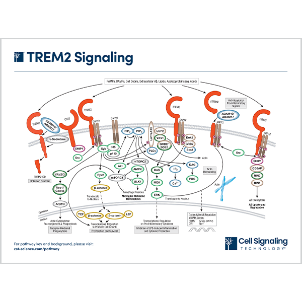 TREM2 Signaling